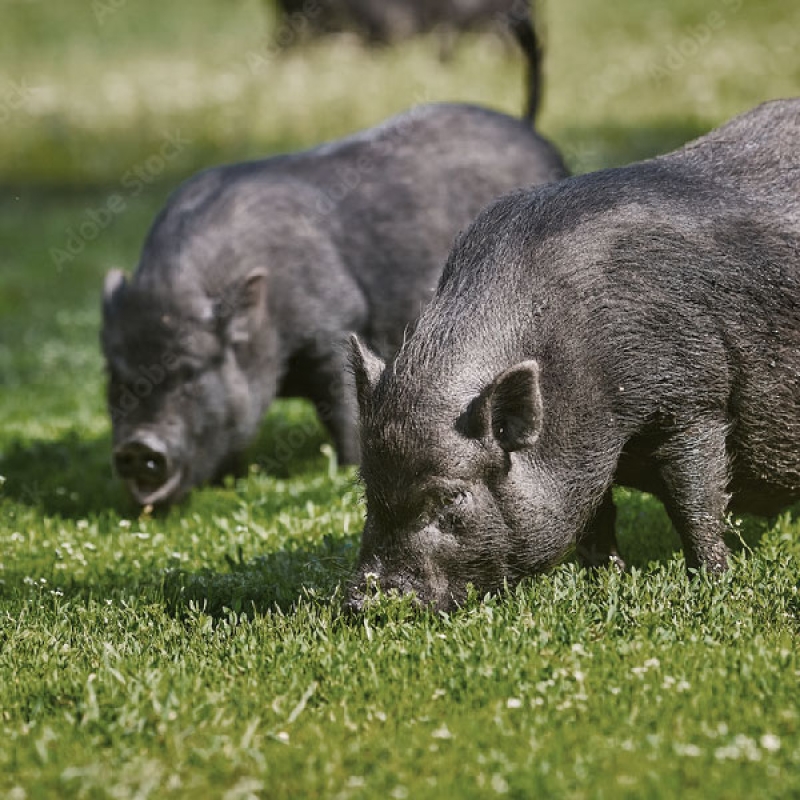 Porc Noir de Bigorre